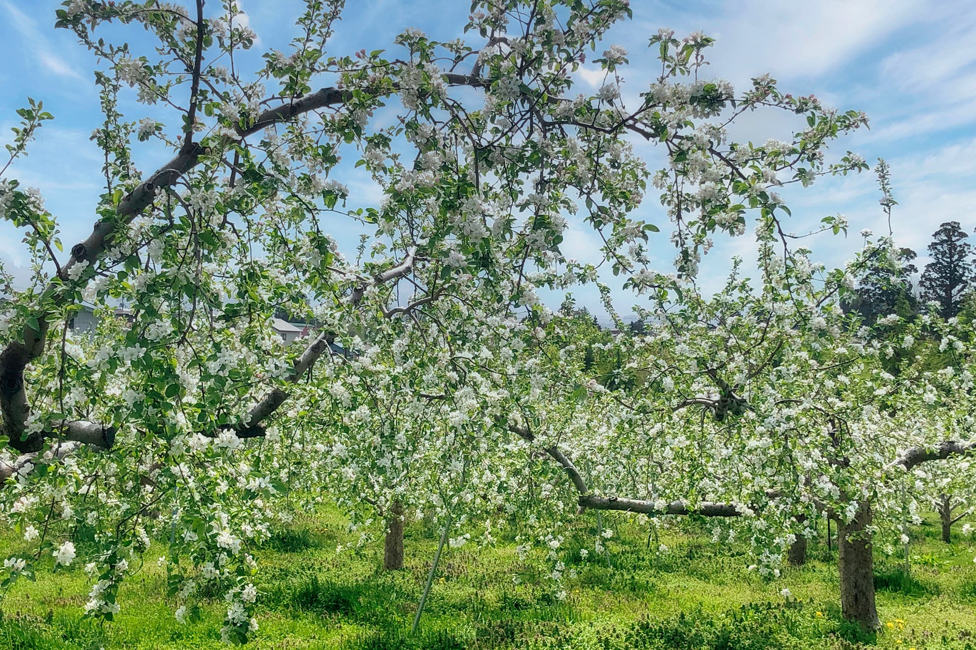 Ful Experience Apple Picking with Mr.Kudo 2