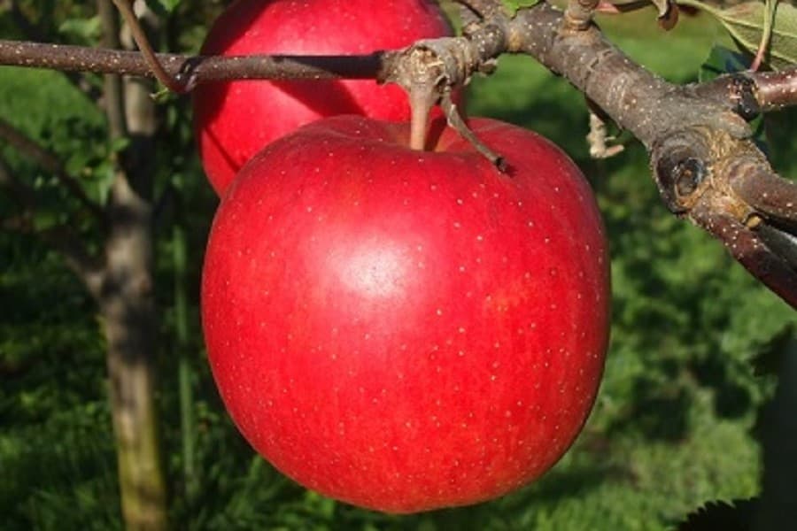 Apple Picking at Kudo Apple Farm, Hirosaki.