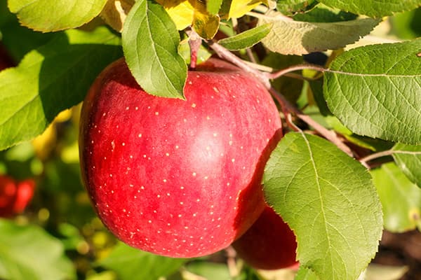 Apple Picking at Kudo Apple Farm, Hirosaki. 3
