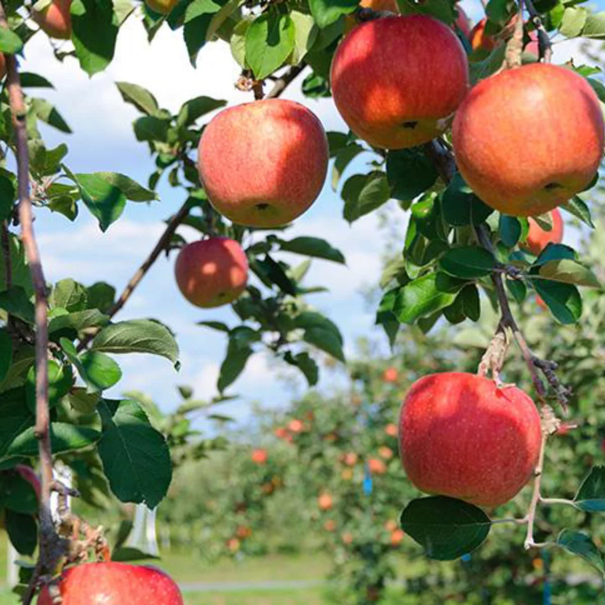 RINGO Sparkling Juice 3