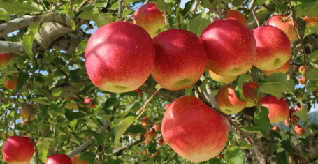 Kanesho Apple cider vinegar with honey 500ml 2